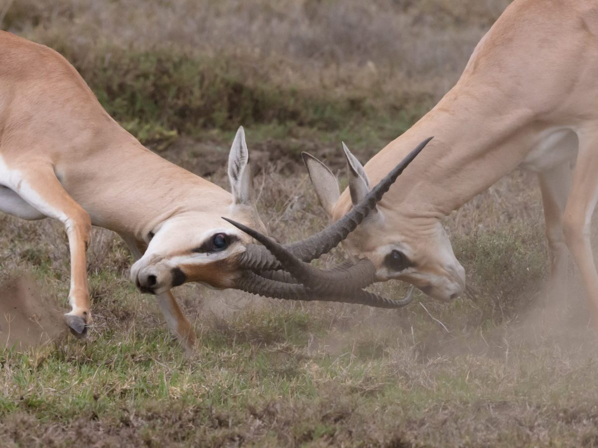 coaching-fuer-konfliktparteien-coachingwerkstatt-muenchen